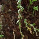 Image of Tmesipteris obliqua R. J. Chinnock