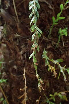 Image of Tmesipteris obliqua R. J. Chinnock