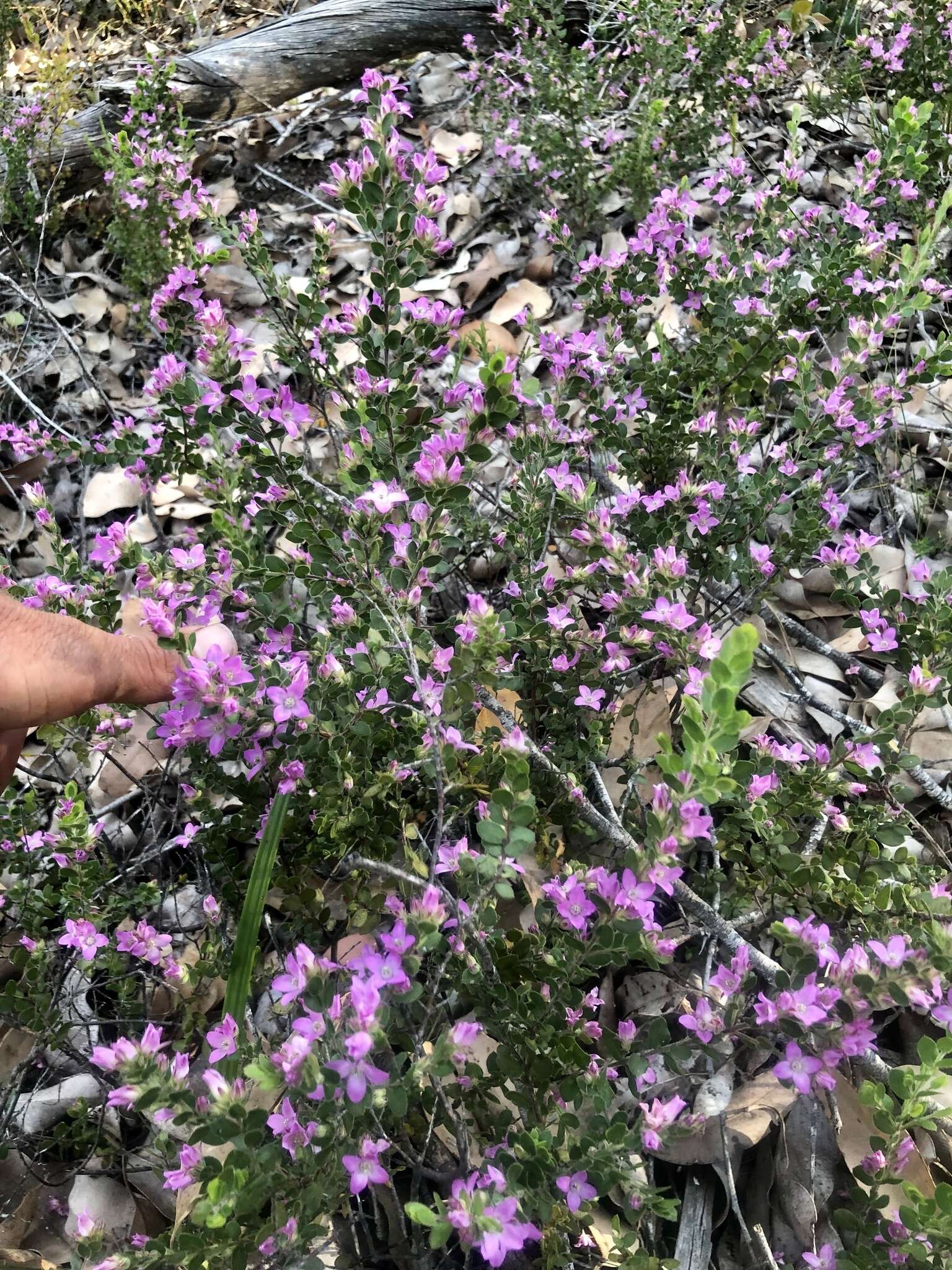 Image of Boronia crenulata subsp. pubescens (Benth.) Paul G. Wilson