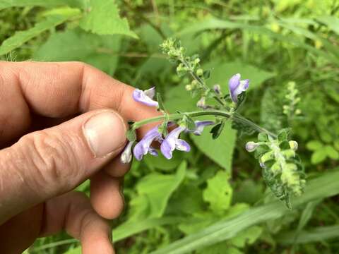 Image of hairy skullcap