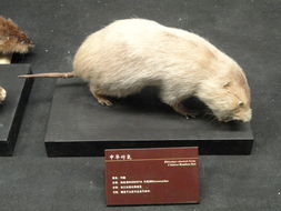 Image of Chinese Bamboo Rat