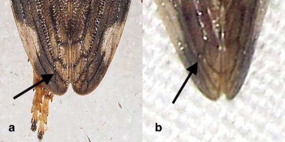 Слика од Aphrophora quadrinotata Say 1830