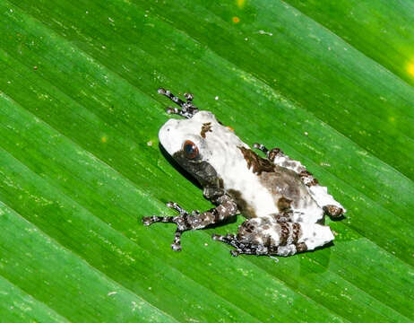 Image of Theloderma baibungense (Jiang, Fei & Huang ex Fei, Hu, Ye & Huang 2009)