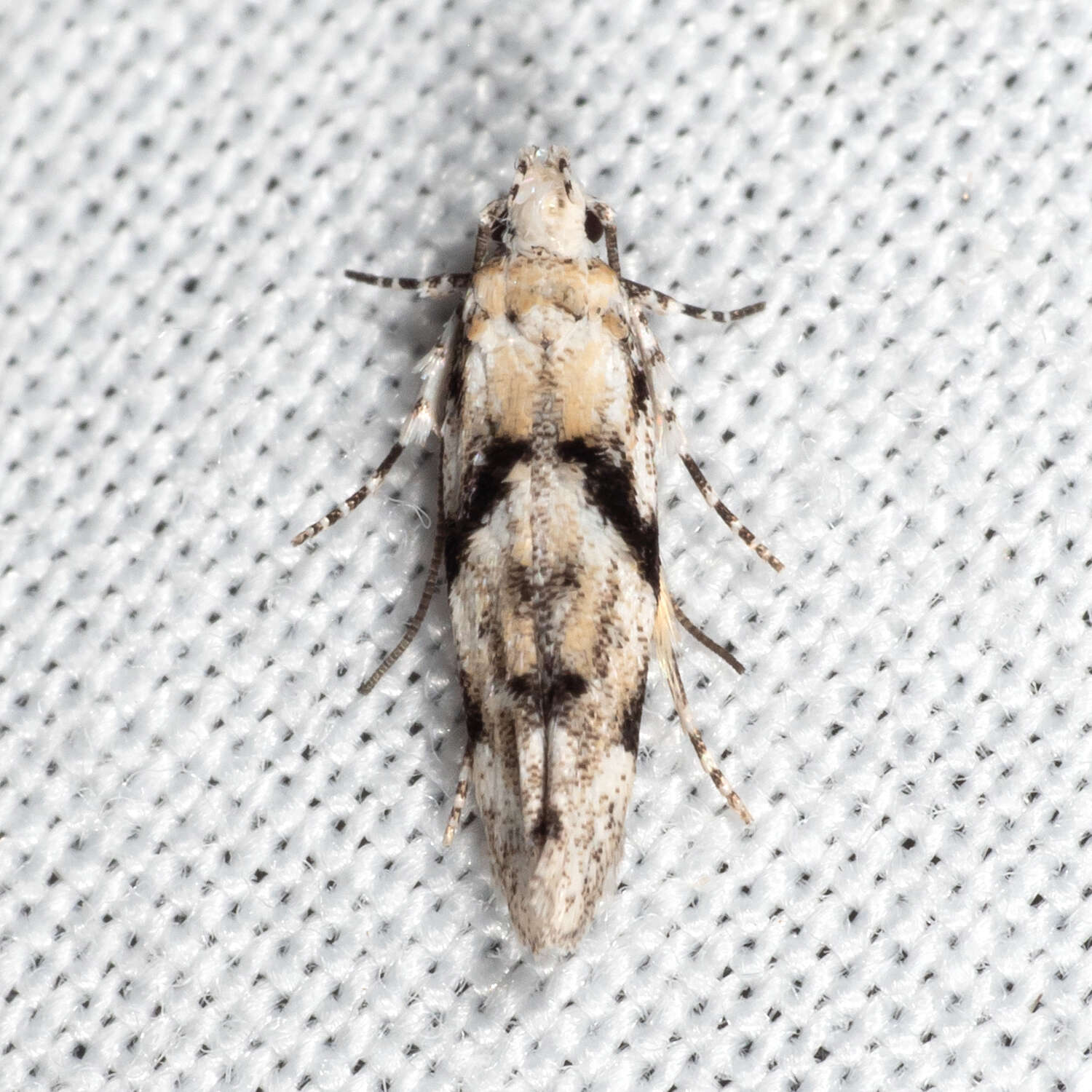 Image of Stripe-backed Moth