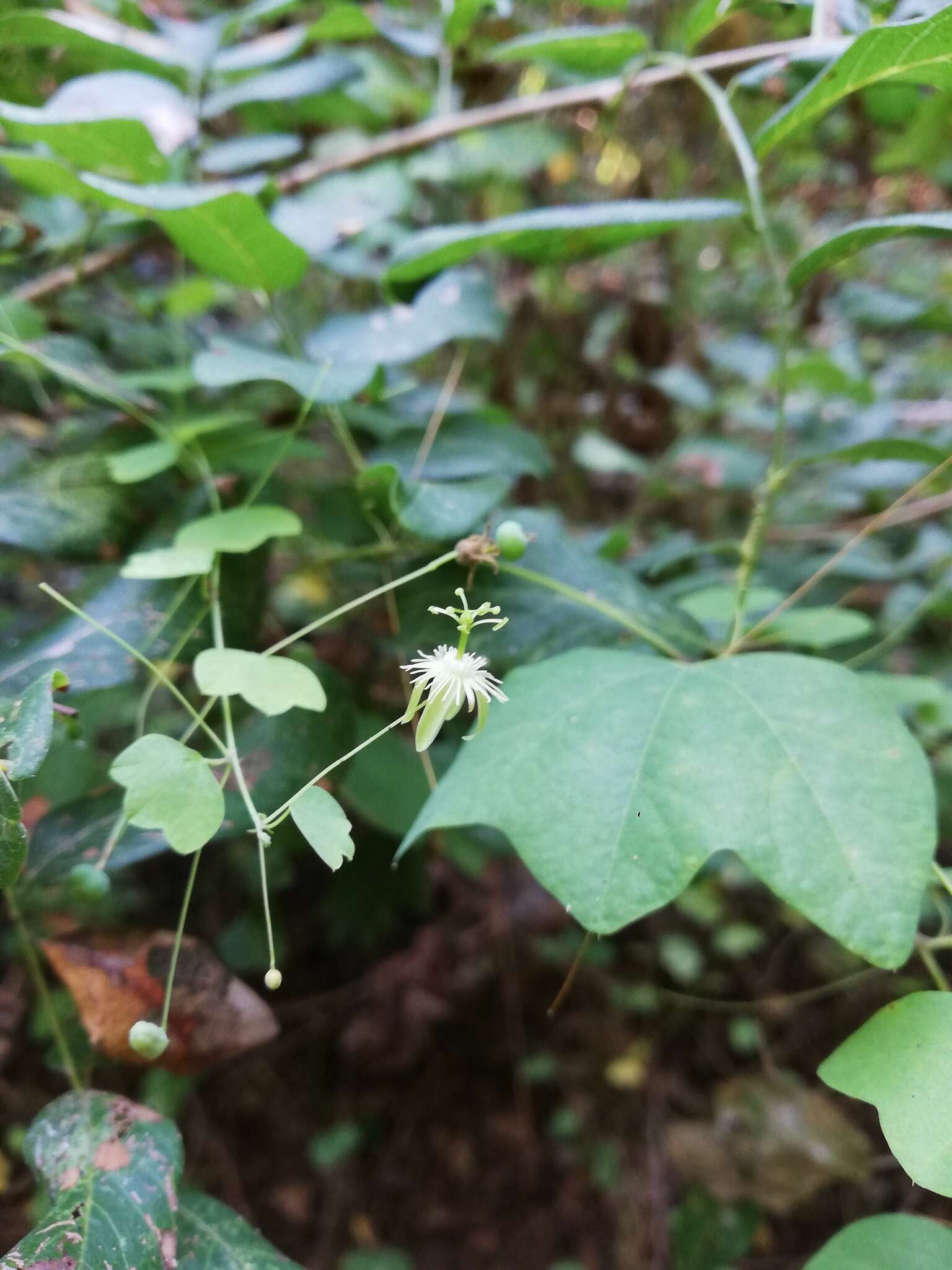 Image of slender passionflower