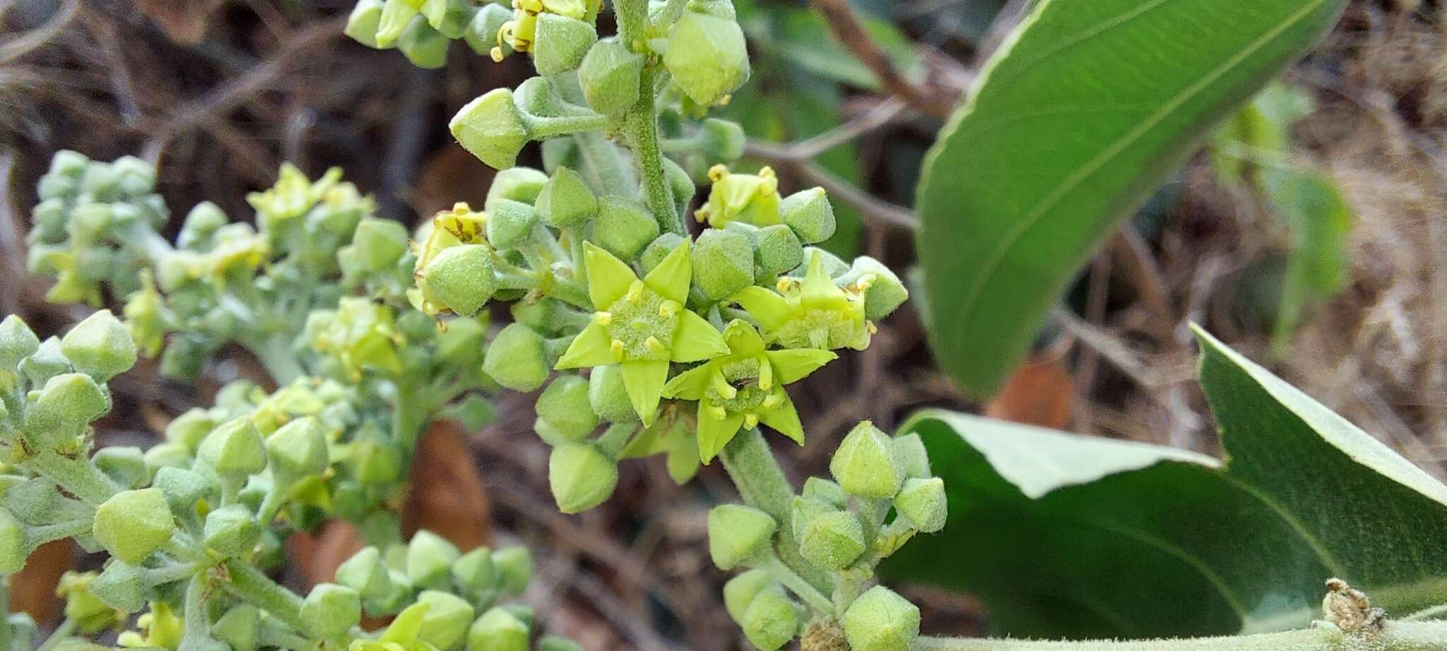 Image of Ventilago denticulata Willd.