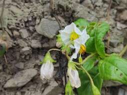 Image of Solanum montanum L.