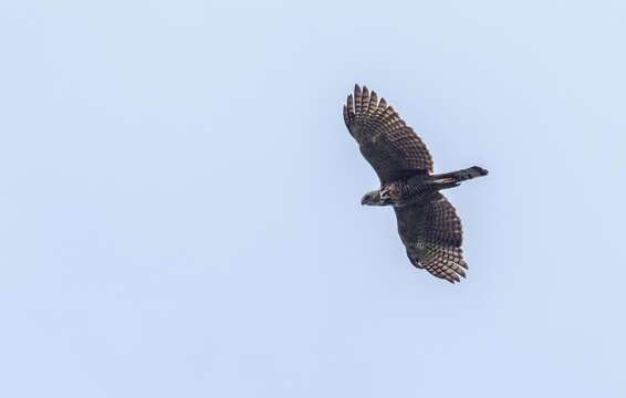 Image of Mindanao Hawk-eagle