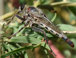 Image of Scleropogon picticornis Loew 1866