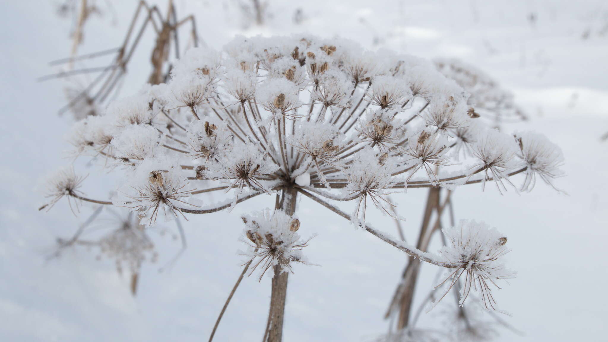 Imagem de Heracleum sosnowskyi Manden.