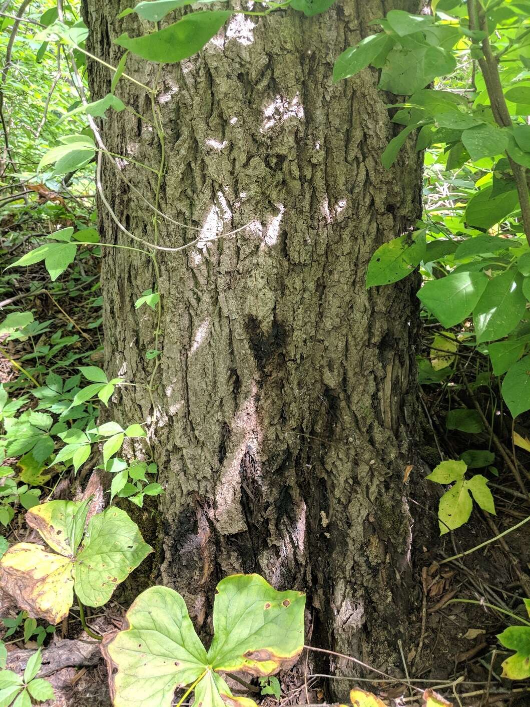 Image of Butternut canker fungus