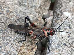 Image de Chromacris nuptialis (Gerstaecker 1873)