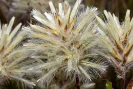 <i>Ptilotus angustifolius</i>的圖片