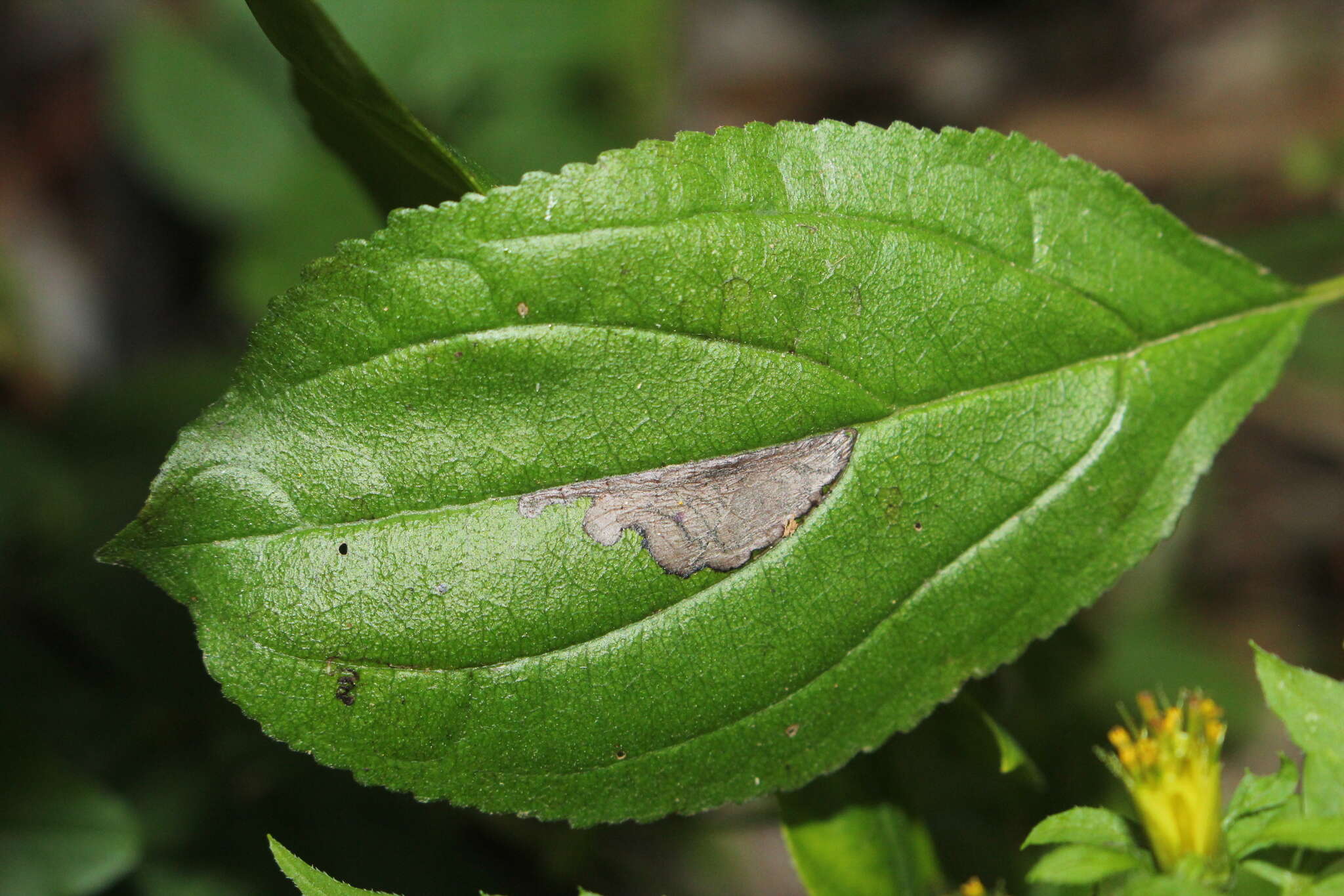 صورة Stigmella rhamnicola (Braun 1916) Newton et al. 1982