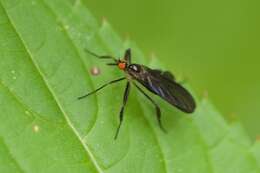 صورة Rhamphomyia longicauda Loew 1861