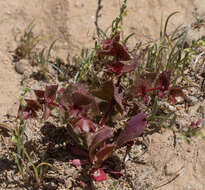 Mucronea perfoliata (A. Gray) A. Heller的圖片