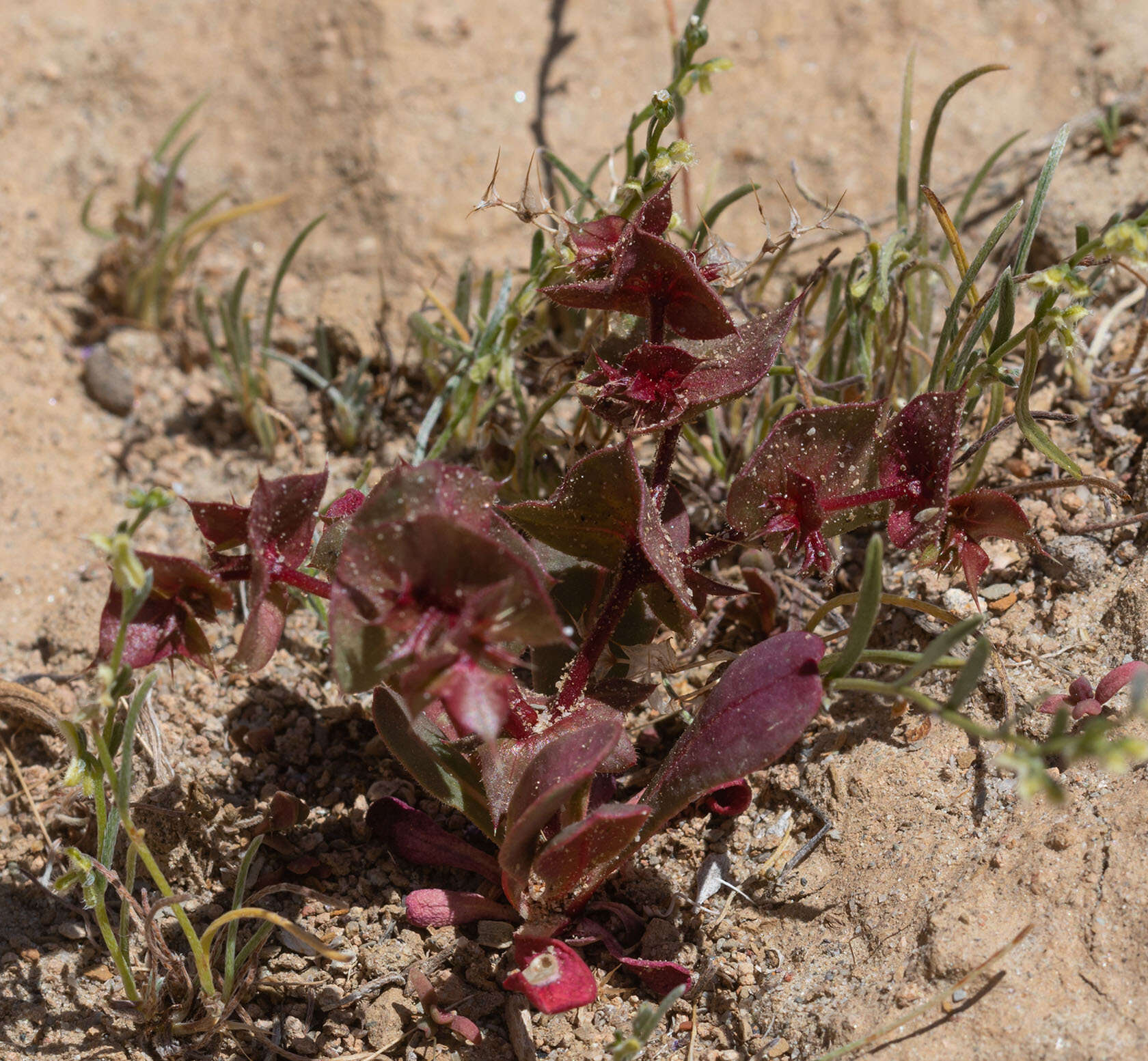 Mucronea perfoliata (A. Gray) A. Heller的圖片