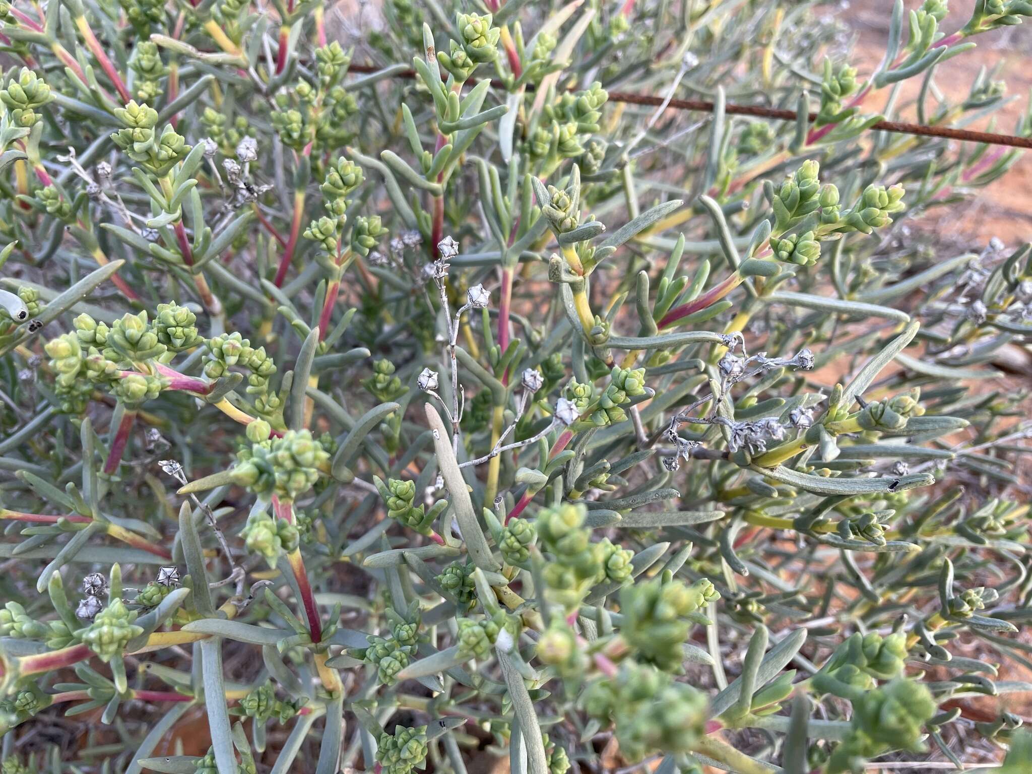 Imagem de Ruschia floribunda L. Bol.