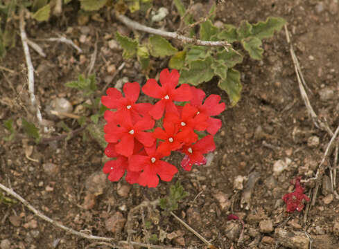 Image de Glandularia peruviana (L.) Small