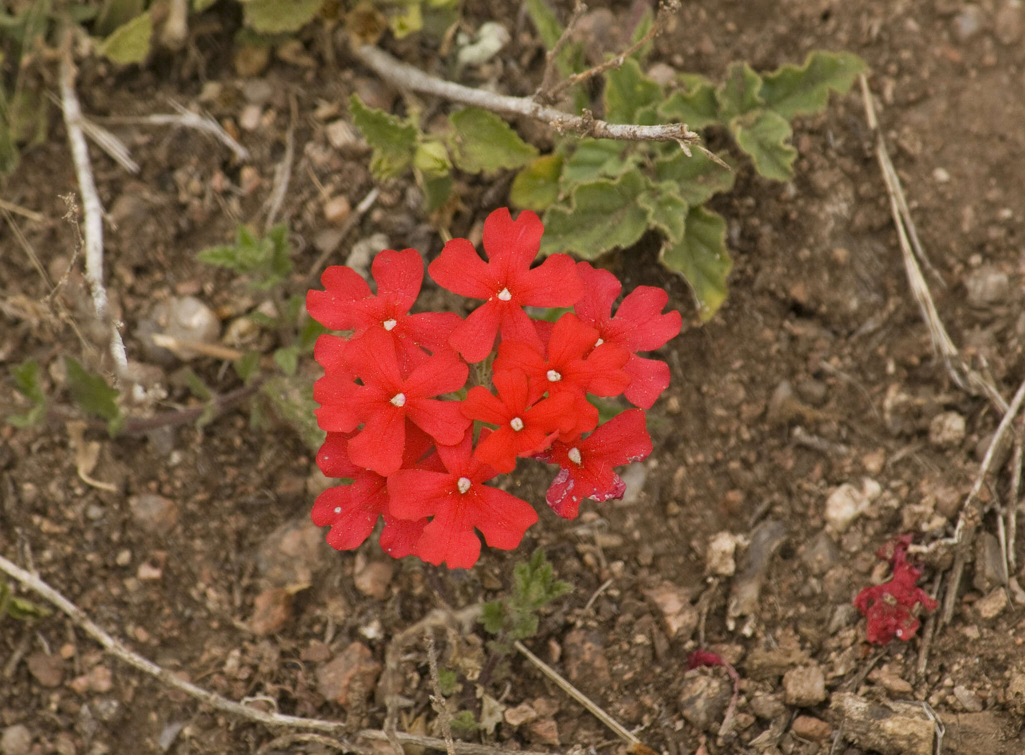 Image de Glandularia peruviana (L.) Small