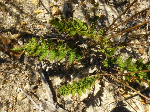 Image of Anemia caffrorum (L.) Christenh.