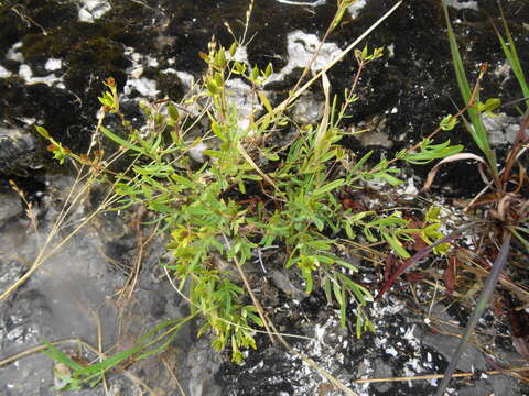 Image of Kalm's St. John's wort