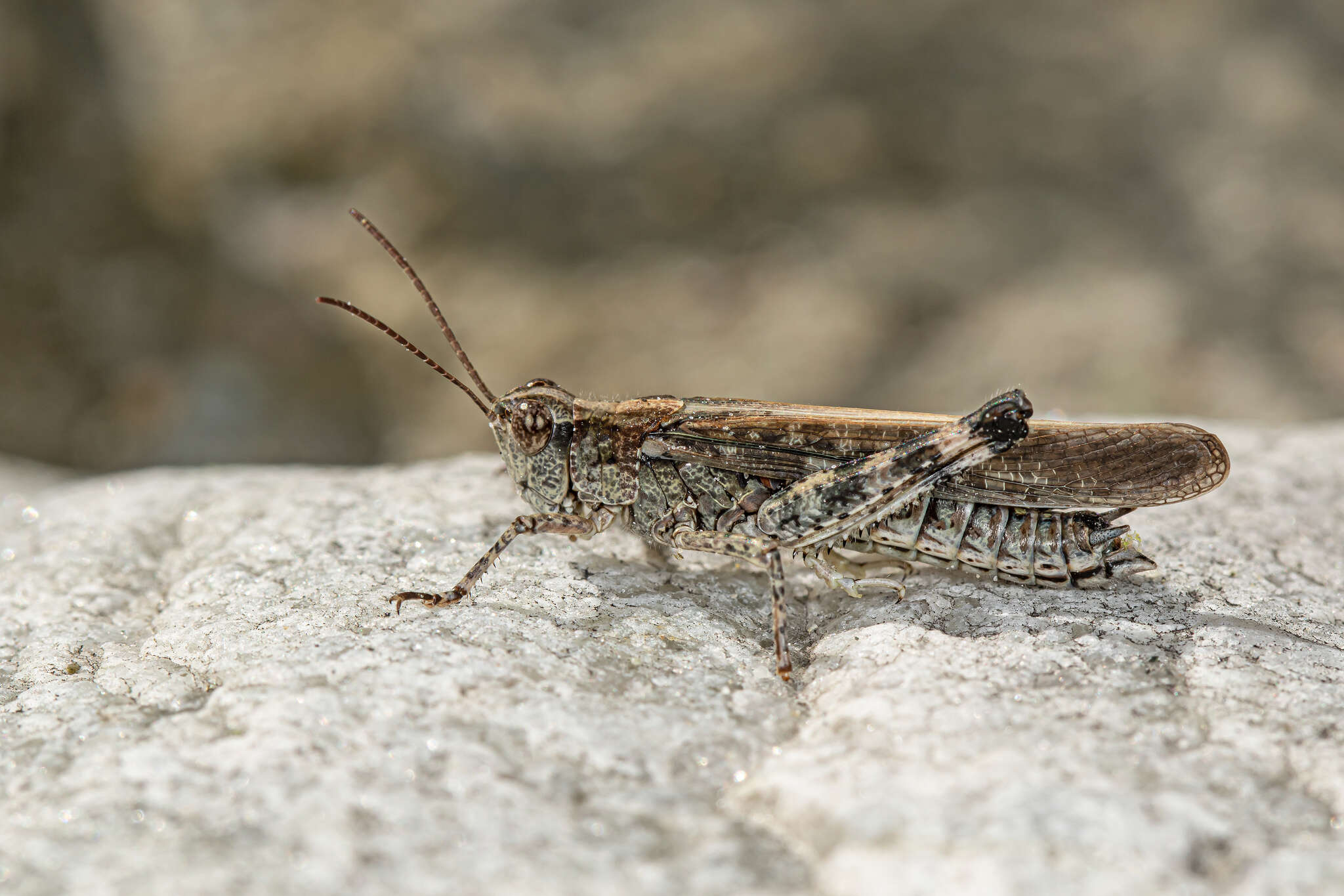 Epacromius tergestinus ponticus (Karny 1907) resmi