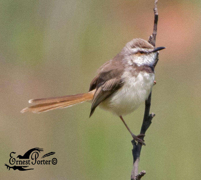 Image of Prinia flavicans nubilosa Clancey 1957