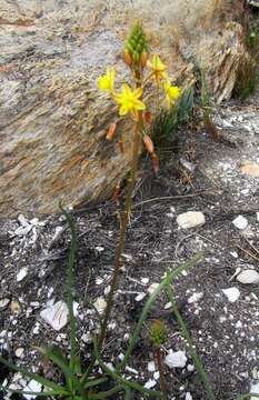 Image of Bulbine lagopus (Thunb.) N. E. Br.