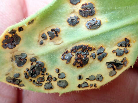 Imagem de Puccinia egmontensis G. Cunn. 1923