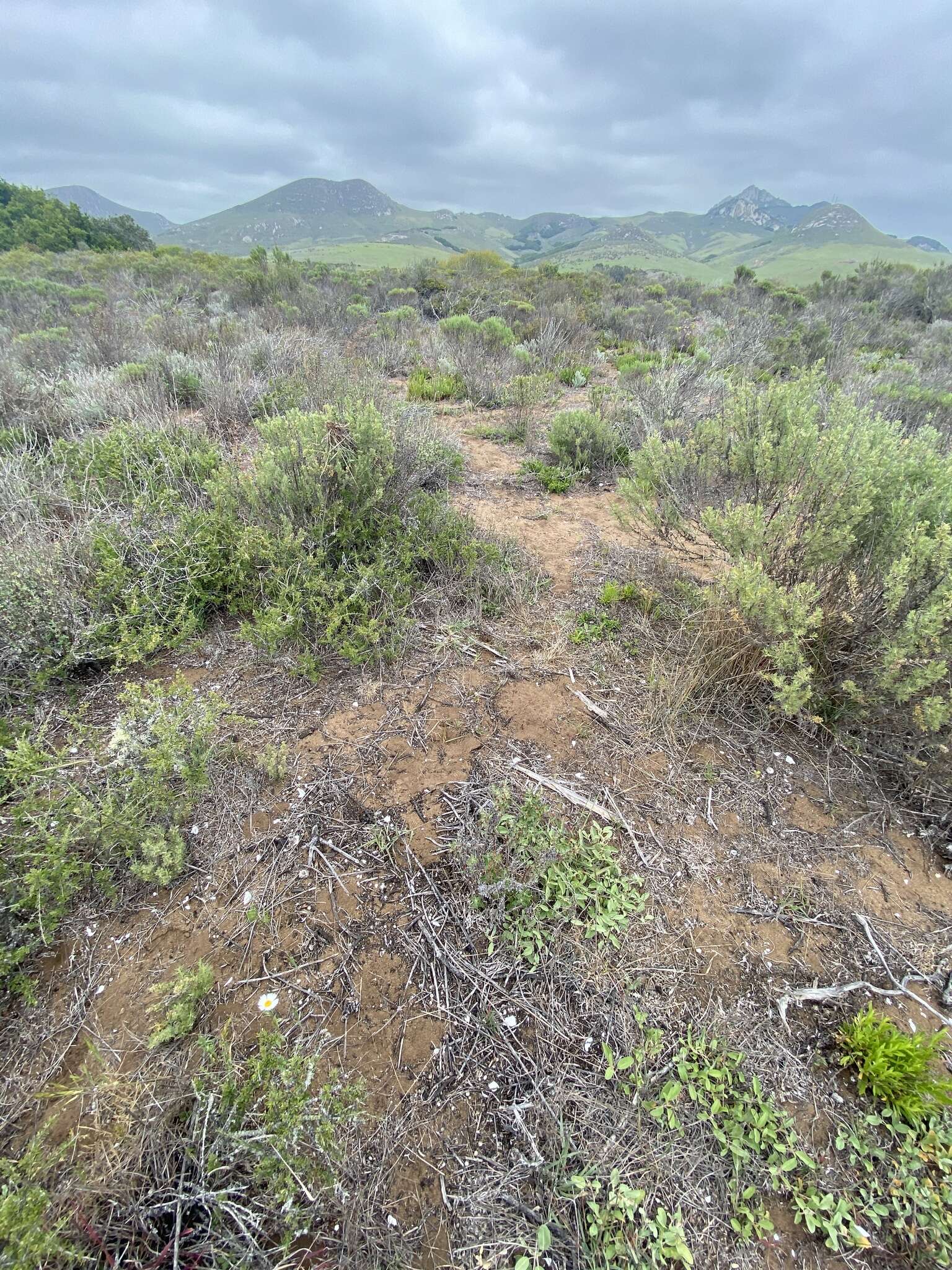 Image of Layia erubescens B. G. Baldwin