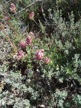 Image of Anthyllis vulneraria subsp. rubriflora (DC.) Arcang.