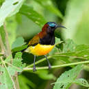 Image of Maroon-naped Sunbird