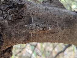 Image de Cicada mordoganensis Boulard 1979