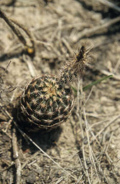 Image of Echinocereus fitchii subsp. albertii