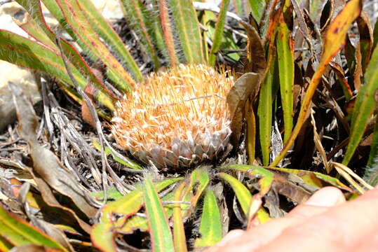 Image of Protea scabriuscula E. Phillips