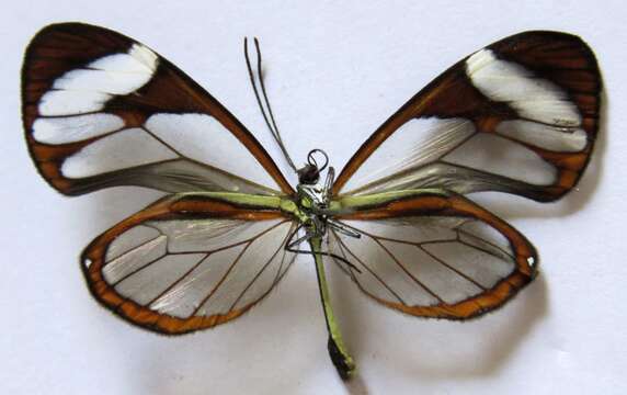 Image of Ithomia patilla Hewitson 1852