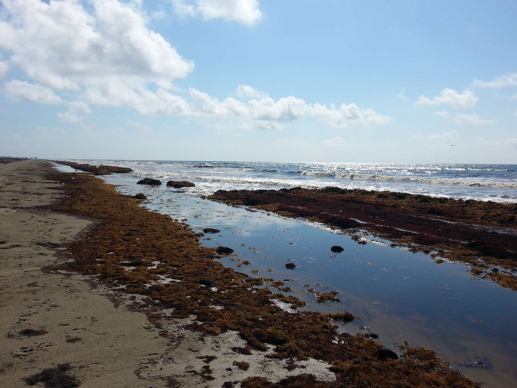 Слика од Sargassum natans