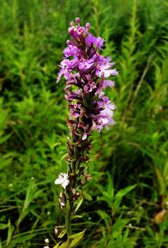 صورة Platanthera psycodes (L.) Lindl.