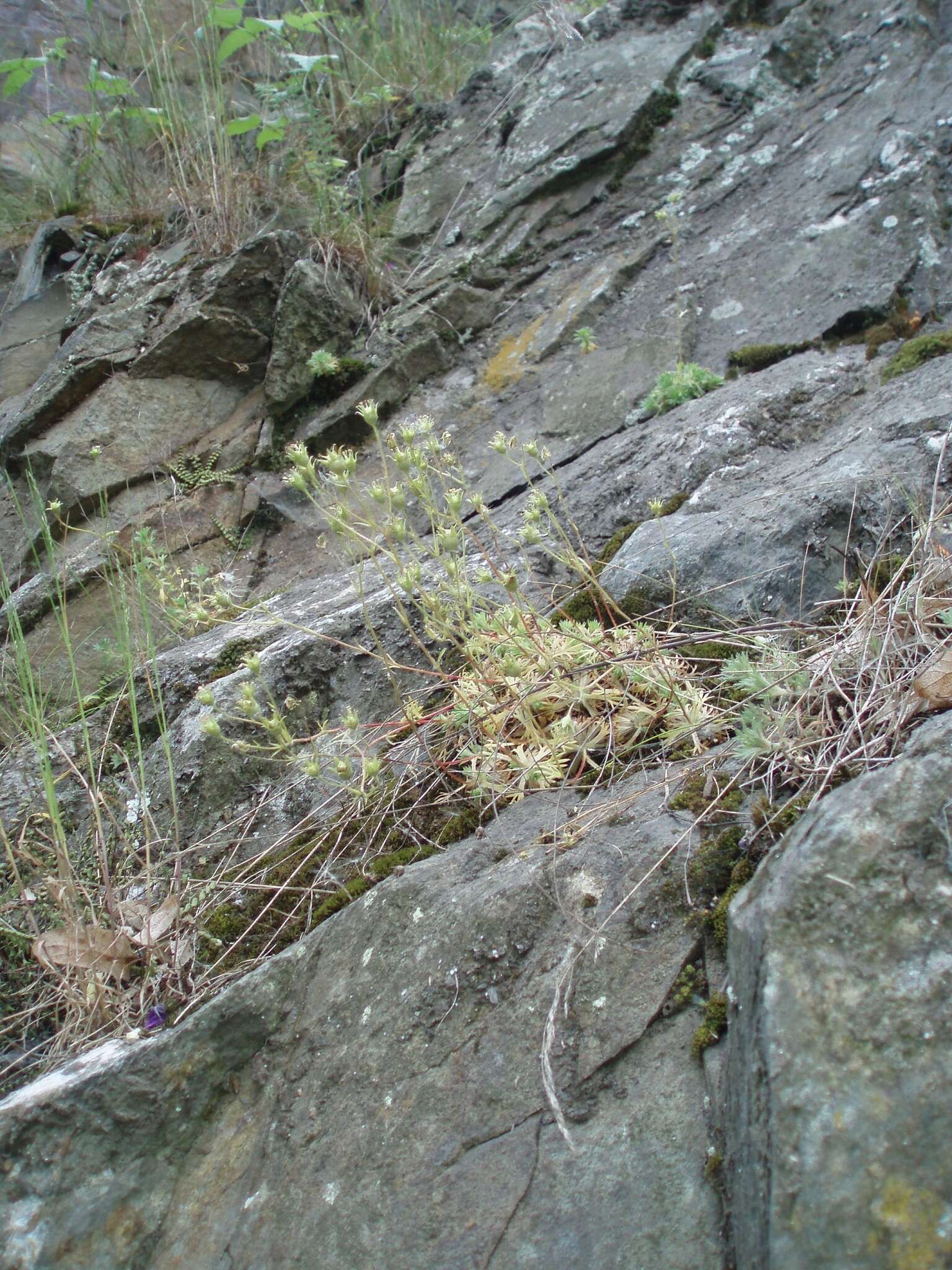 Sivun Saxifraga rosacea subsp. sponhemica (C. C. Gmelin) D. A. Webb kuva