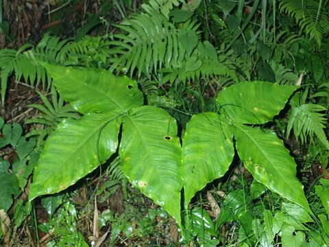 Image of Arisaema ringens (Thunb.) Schott