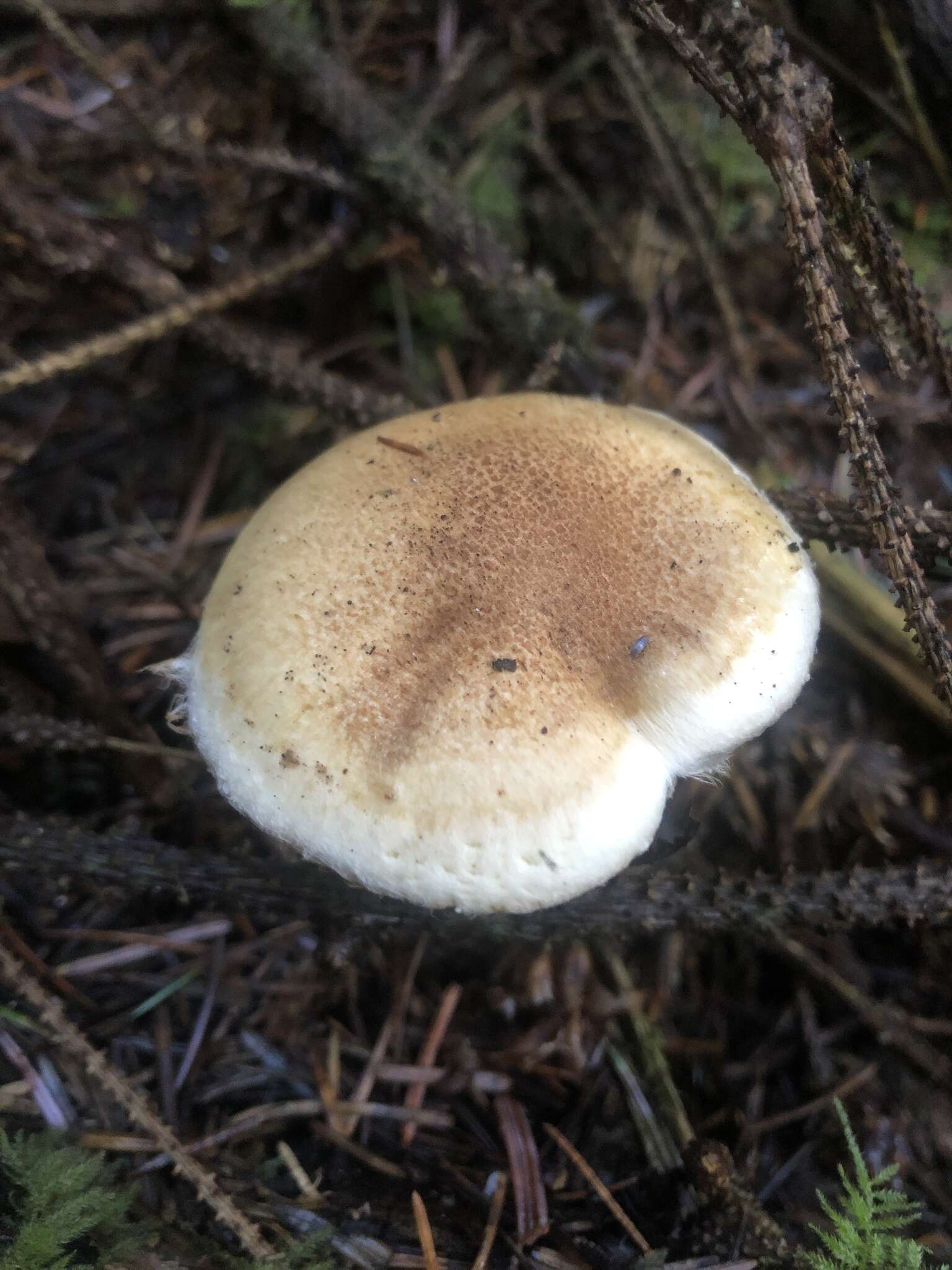 Слика од Phlegmacium patrickense (M. M. Moser) Niskanen & Liimat.