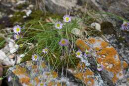 Image of sand fleabane