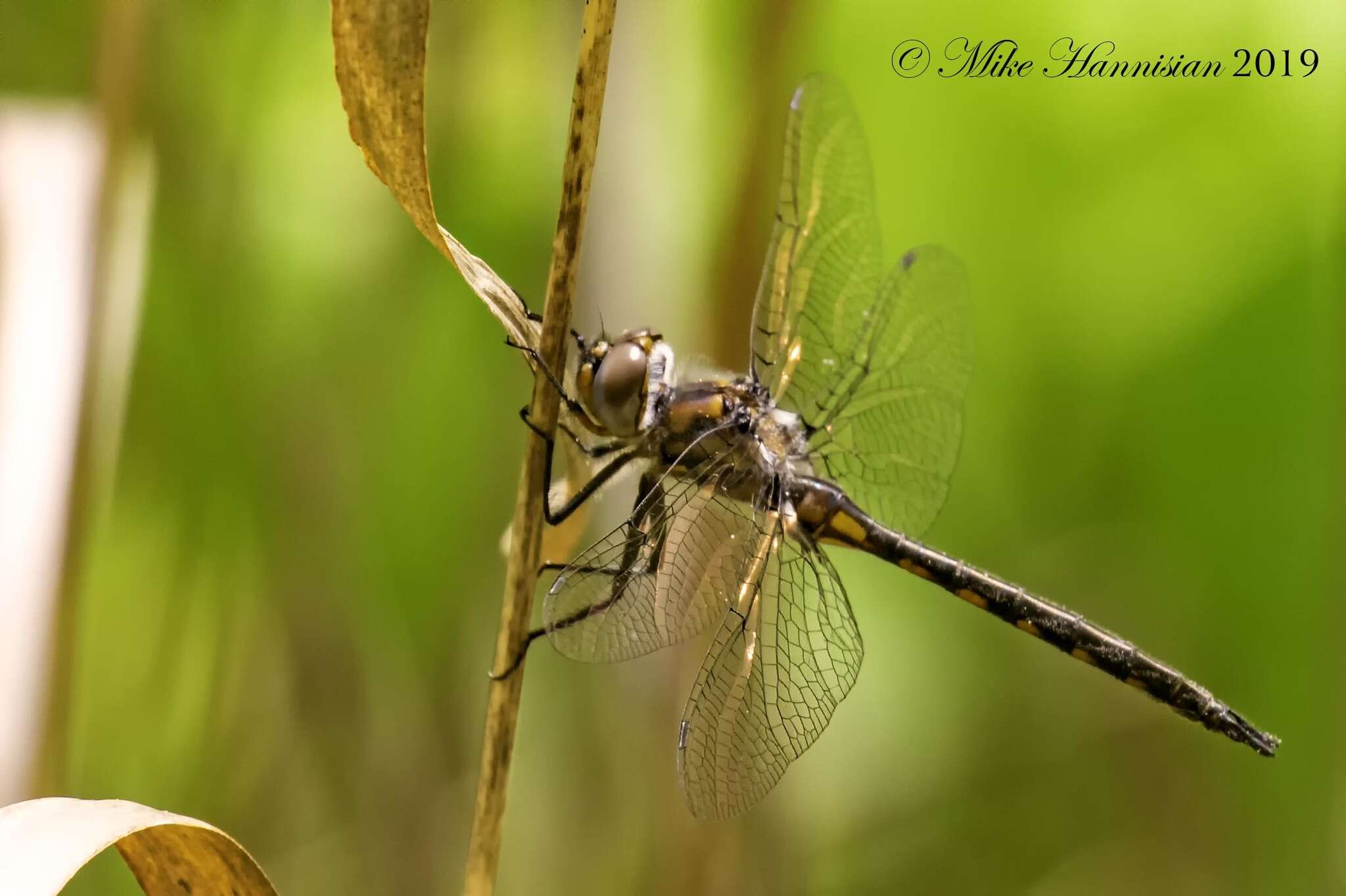 Image of Slender Baskettail