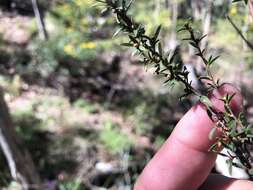 Sivun Leptospermum microcarpum Cheel kuva