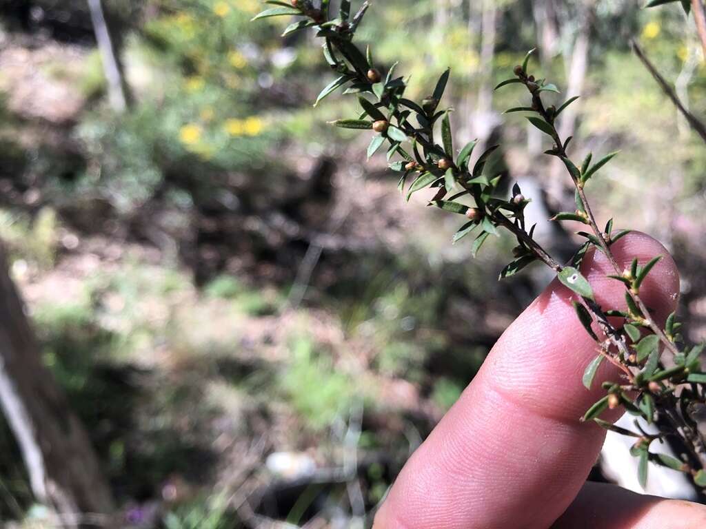 Image de Leptospermum microcarpum Cheel