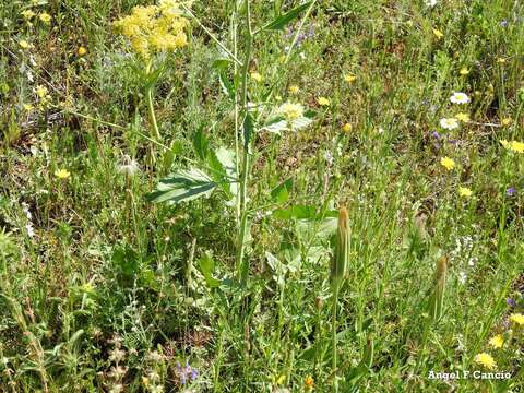 Plancia ëd Cleonia lusitanica (L.) L.