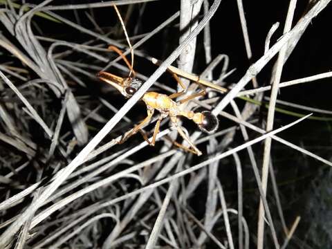 Image of Myrmecia desertorum Wheeler 1915