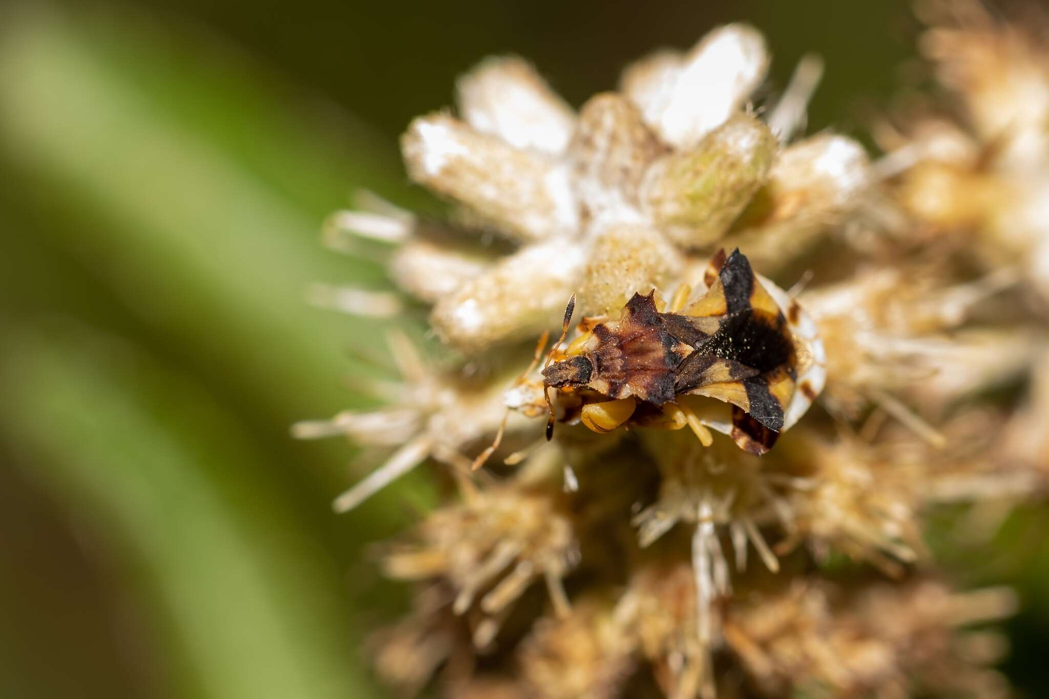 Imagem de Phymata fasciata mystica Evans 1931