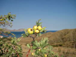 Image of Crataegus orientalis subsp. pojarkovae (Kossych) J. I. Byatt